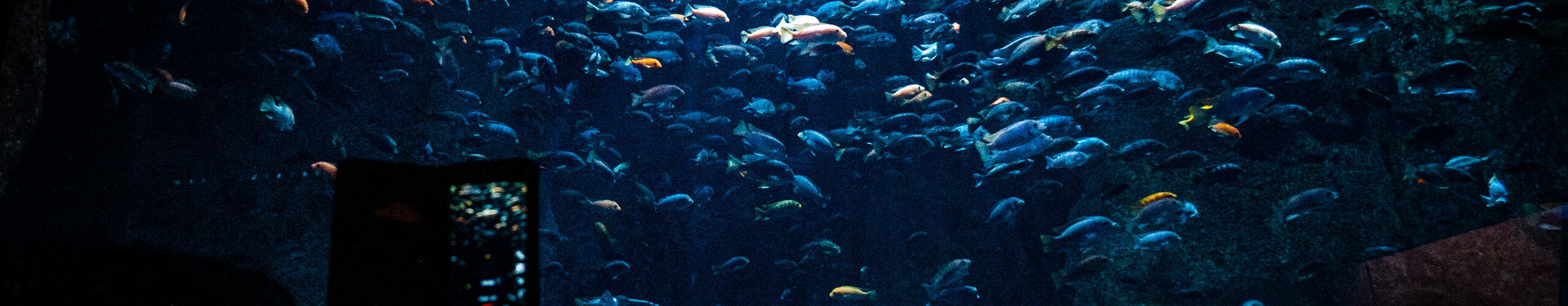 Ławica rybek w akwarium