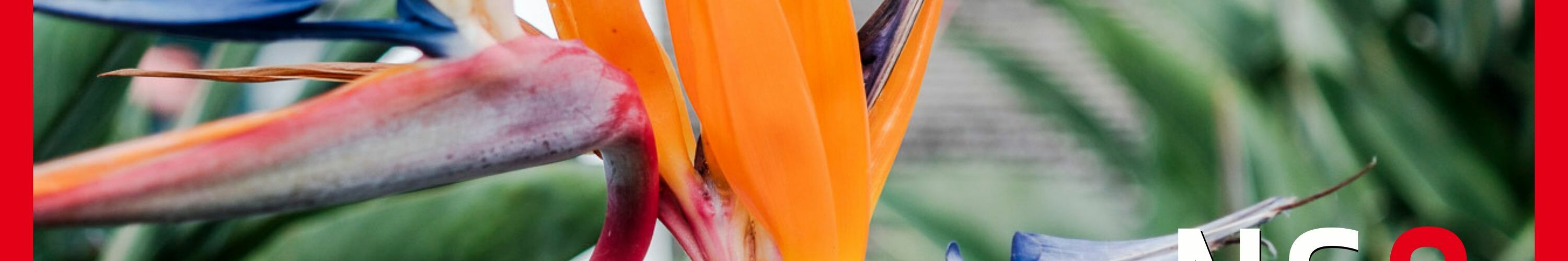 Okładka 107 odcinka podcastu