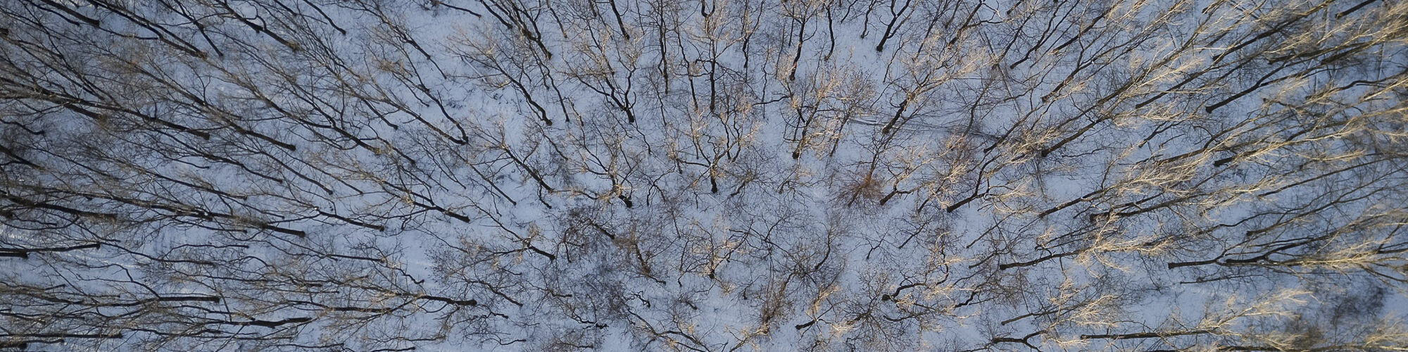 Pnie drzew na śniegu - zdjęcie z drona