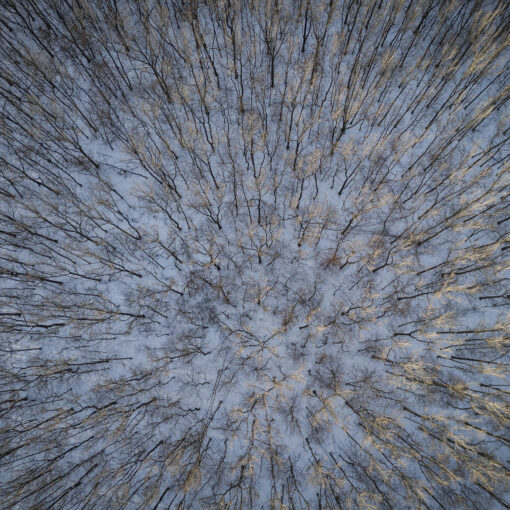 Pnie drzew na śniegu - zdjęcie z drona