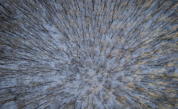 Pnie drzew na śniegu - zdjęcie z drona